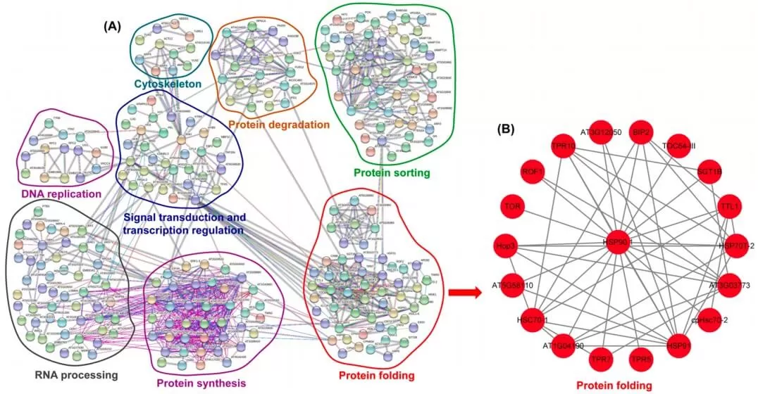 Protein Interaction Network Diagram